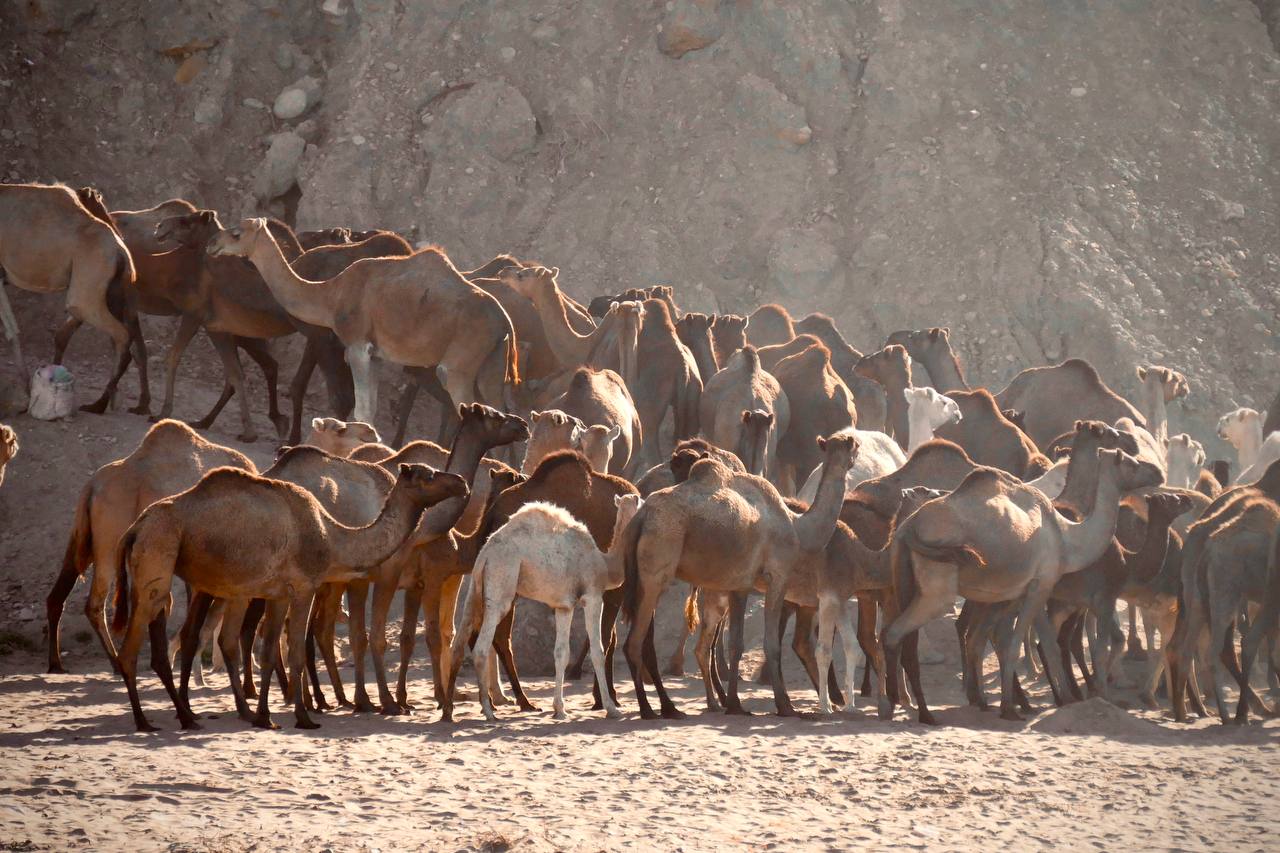 Camels walking along Tamri beach in Morocco